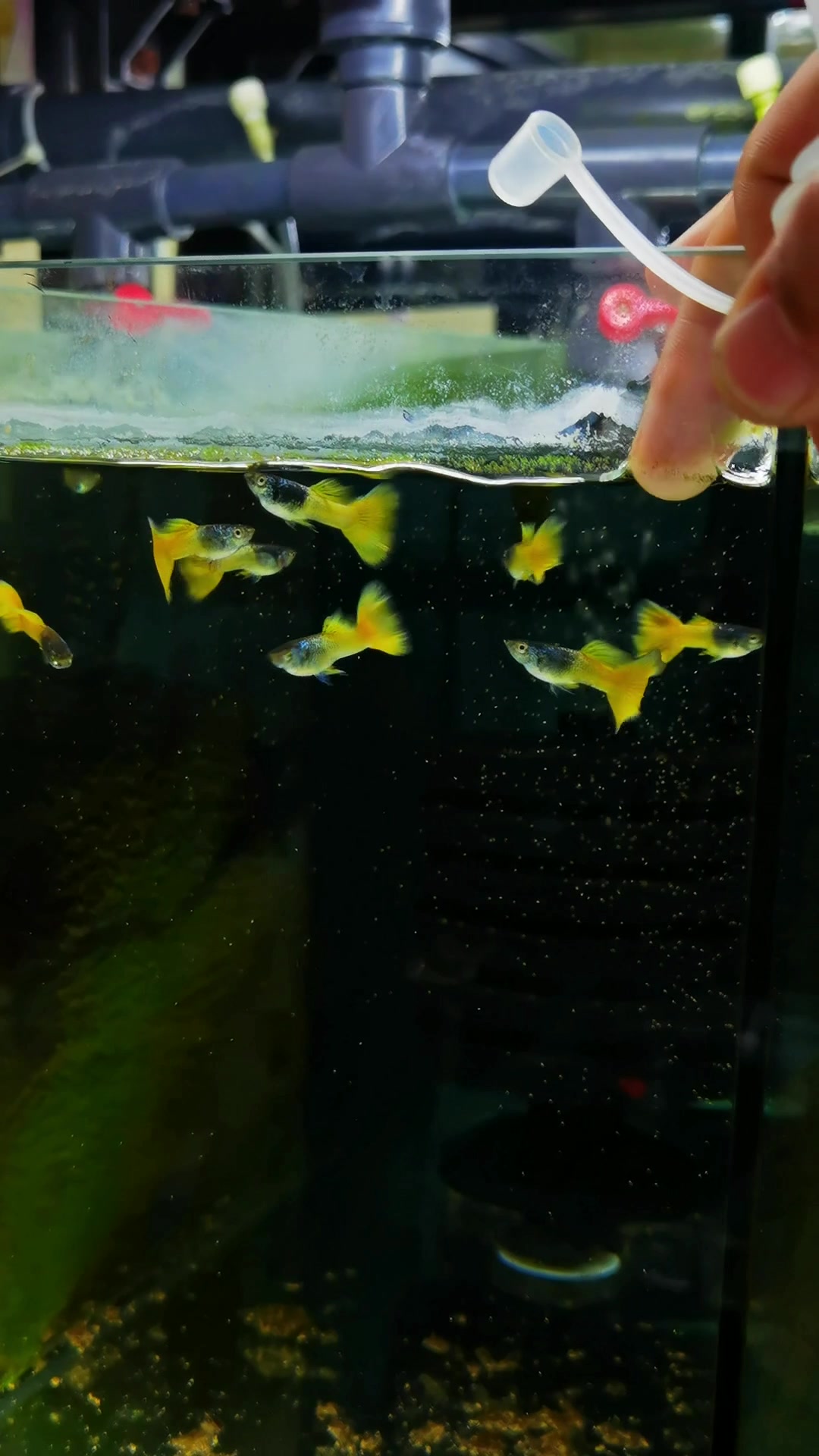 琉璃马赛克新品孔雀鱼