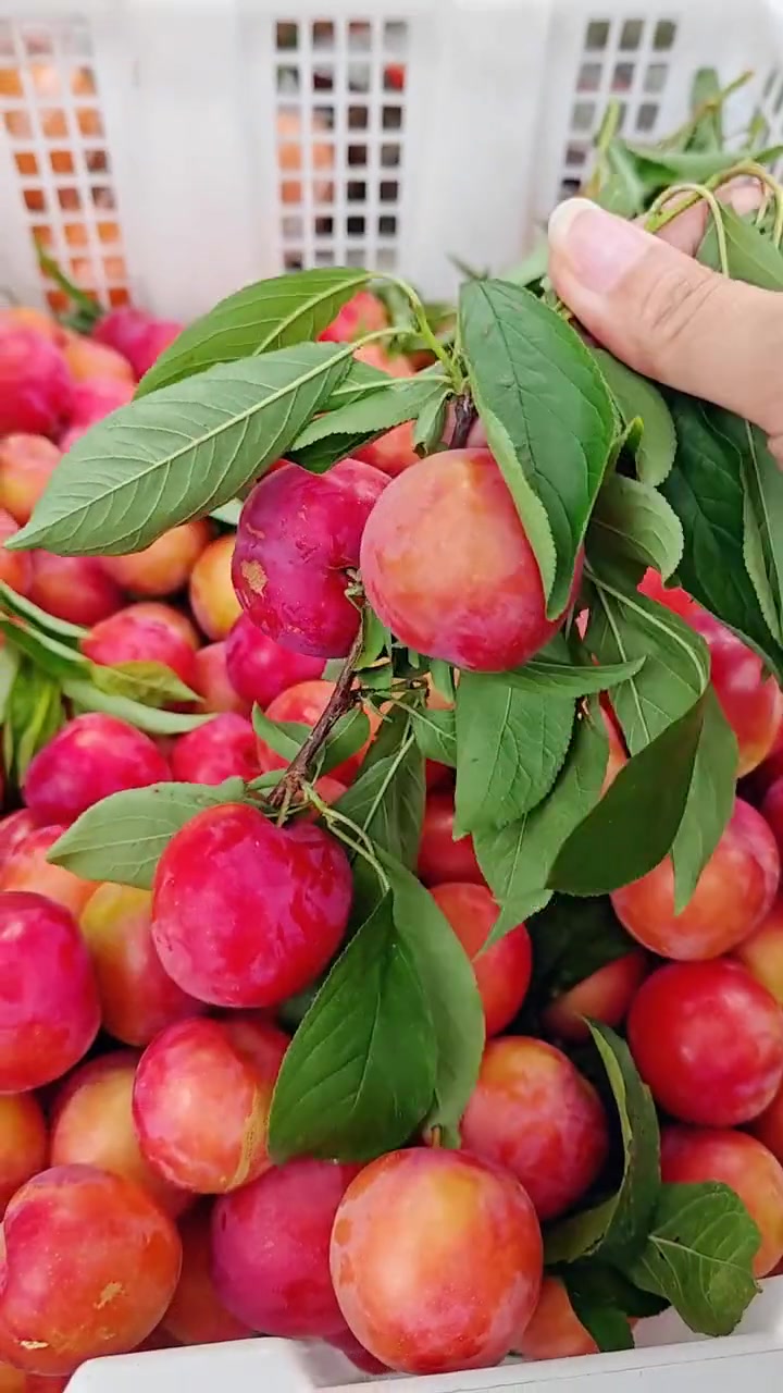 体验采摘的快乐,赶紧带上你的宝体验采摘的快乐吧 大足区横店村 蔬菜嘉年华 亲子采摘