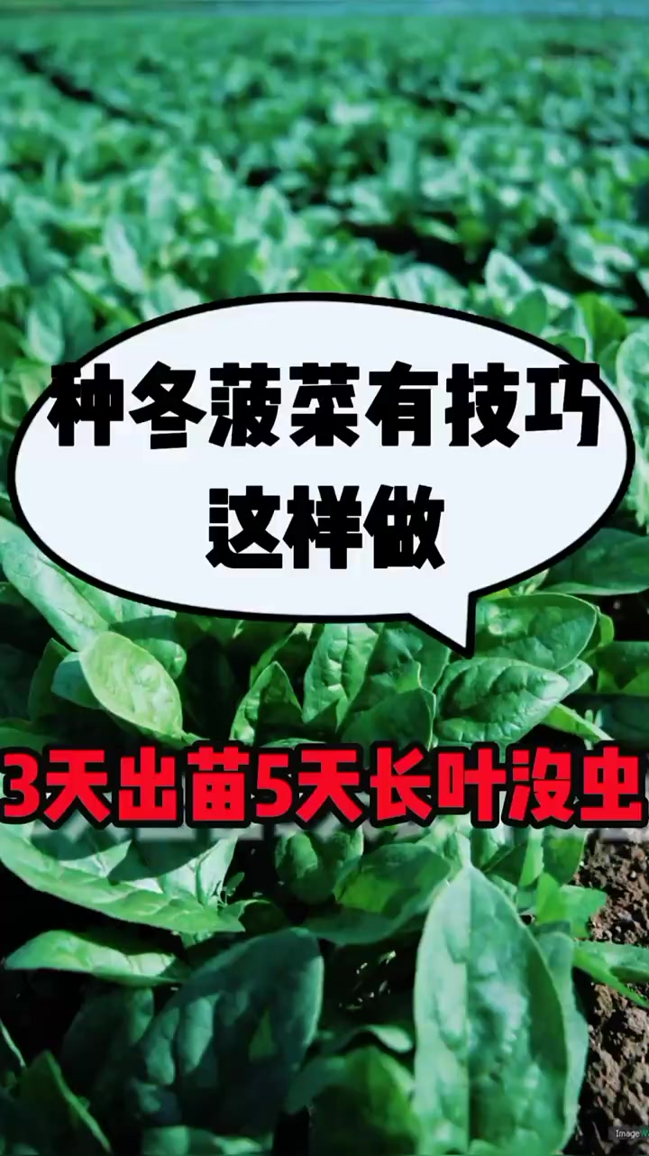 种冬菠菜有技巧?菜籽搓一搓不用催芽,3天出苗5天长叶没虫病高产