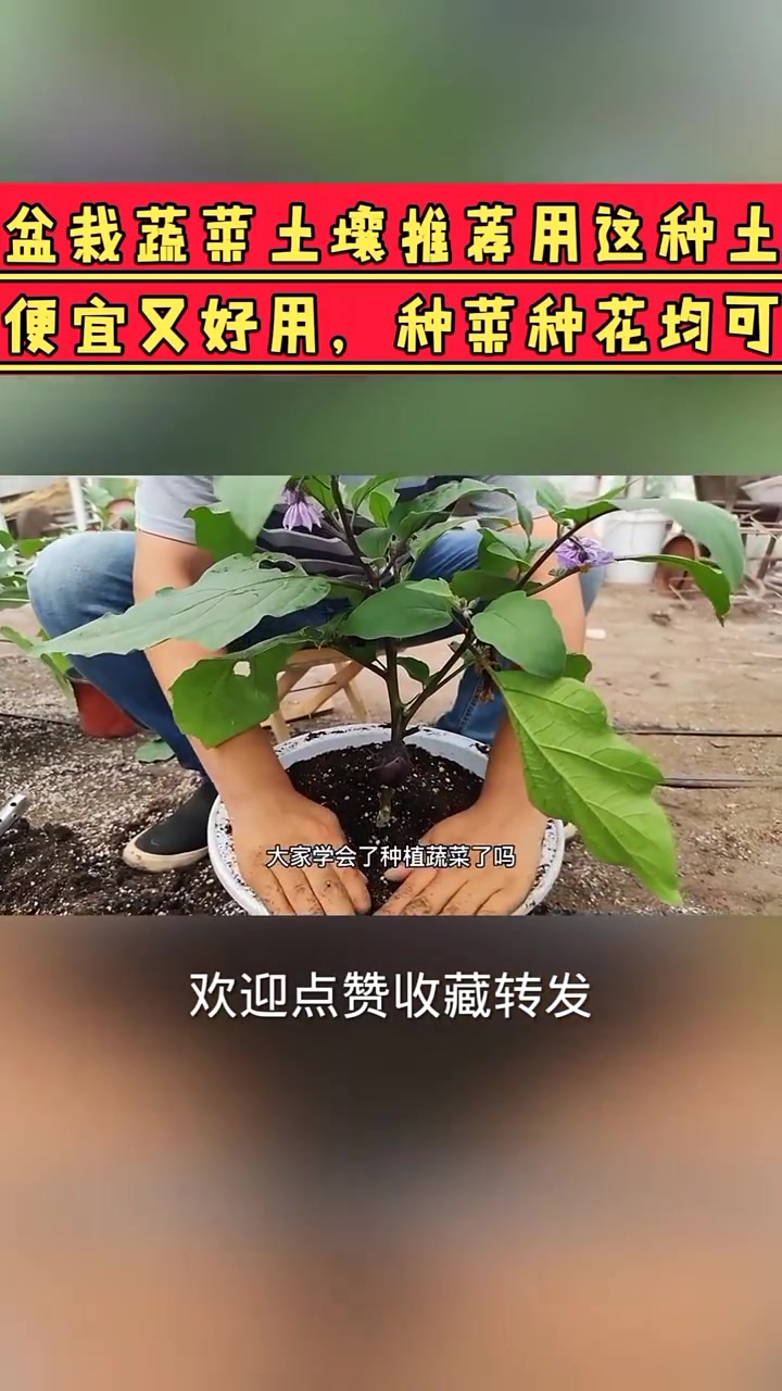 阳台盆栽蔬菜推荐用这个土,便宜又好用,种菜种花都可以!