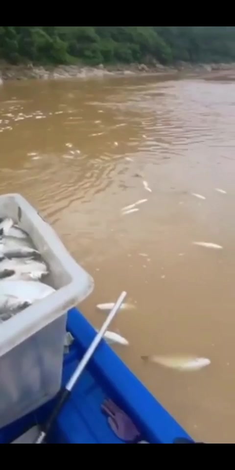 大型深水打鱼器 进口打鱼器哪种好