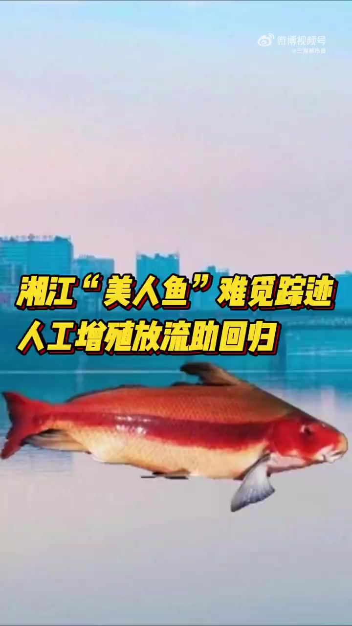 「神奇生物在哪里·湘江篇丨 人工增殖放流助美人鱼回归湘江」)湘江中有一种鱼,神秘又美丽。它