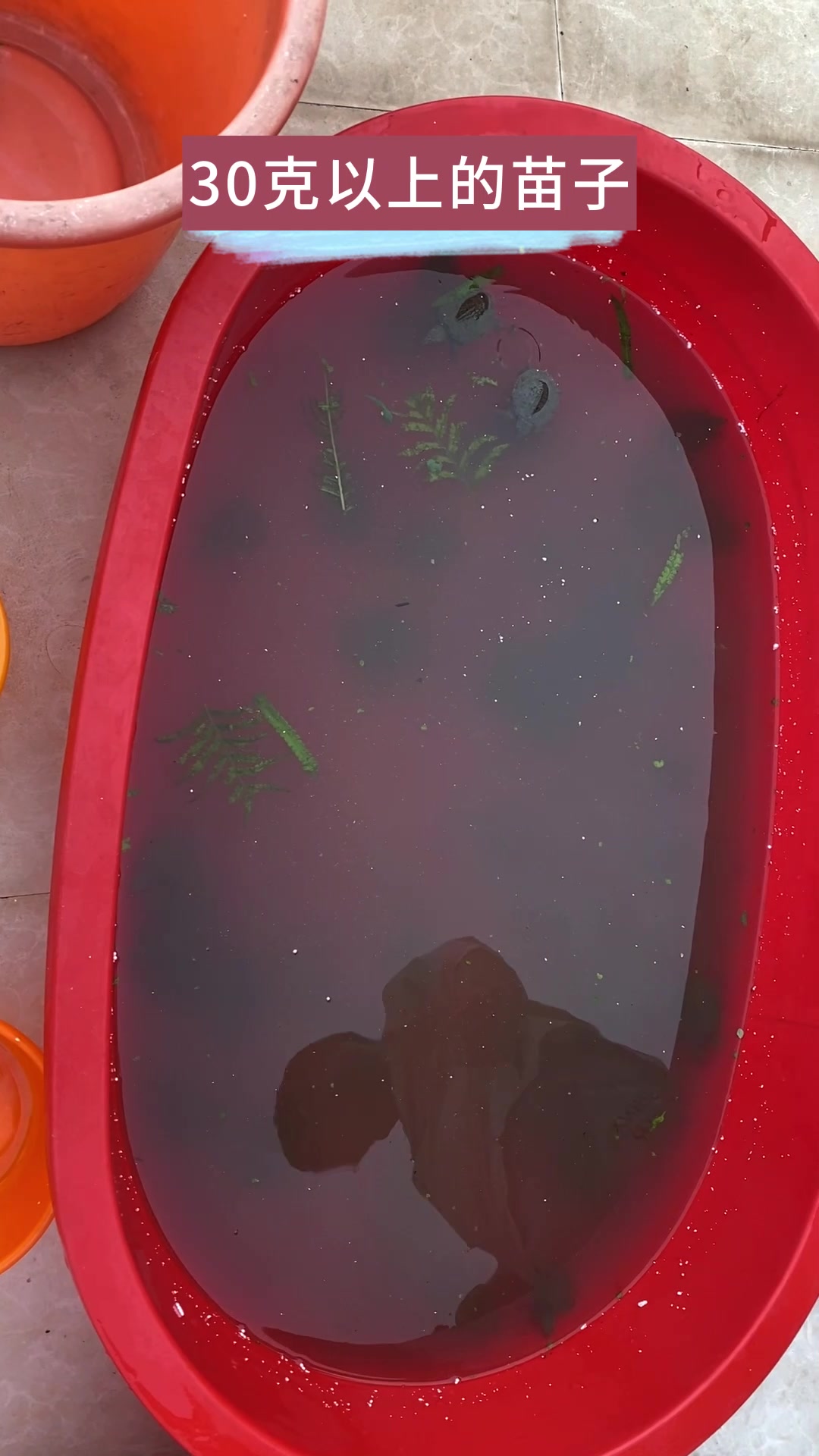 甲鱼苗怎么饲养呢