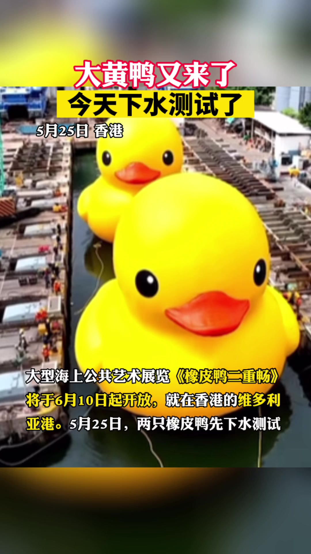 时隔十年,大黄鸭再次抵港 大黄鸭