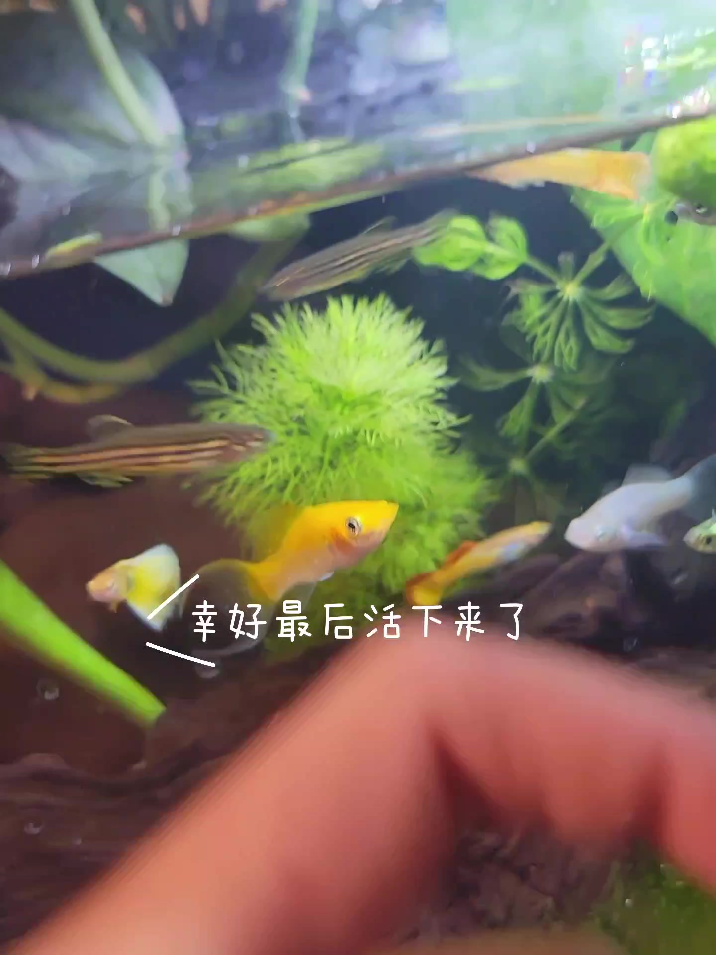 斑马鱼咬起孔雀鱼来真的狠,能不能混养它们