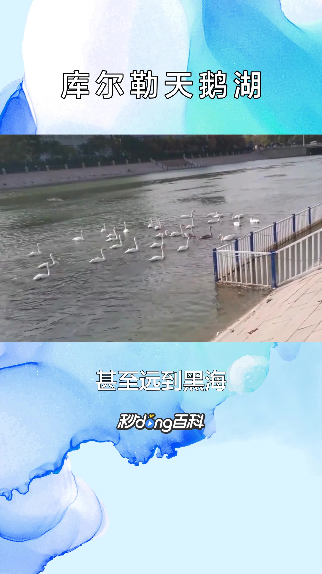 一分钟了解新疆库尔勒天鹅湖