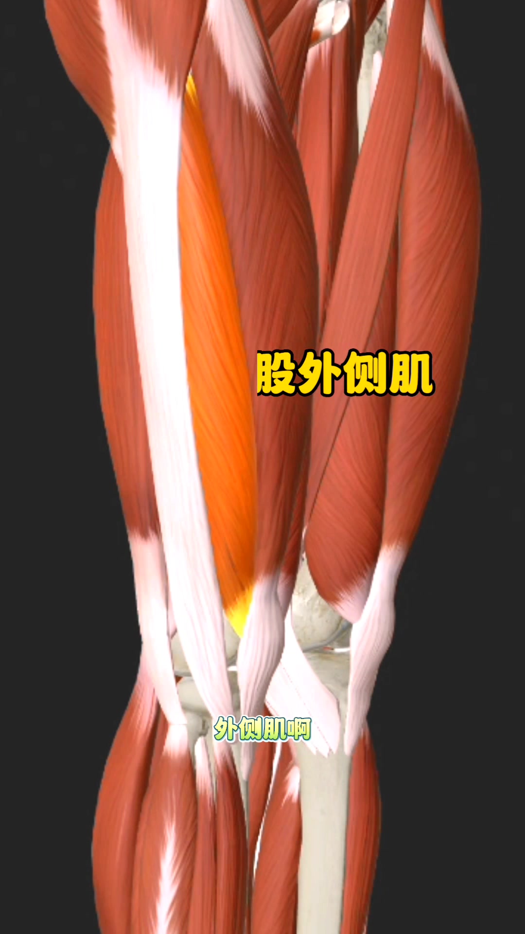 膝盖外侧不舒服,密切相关的肌肉,优先考虑股外侧肌