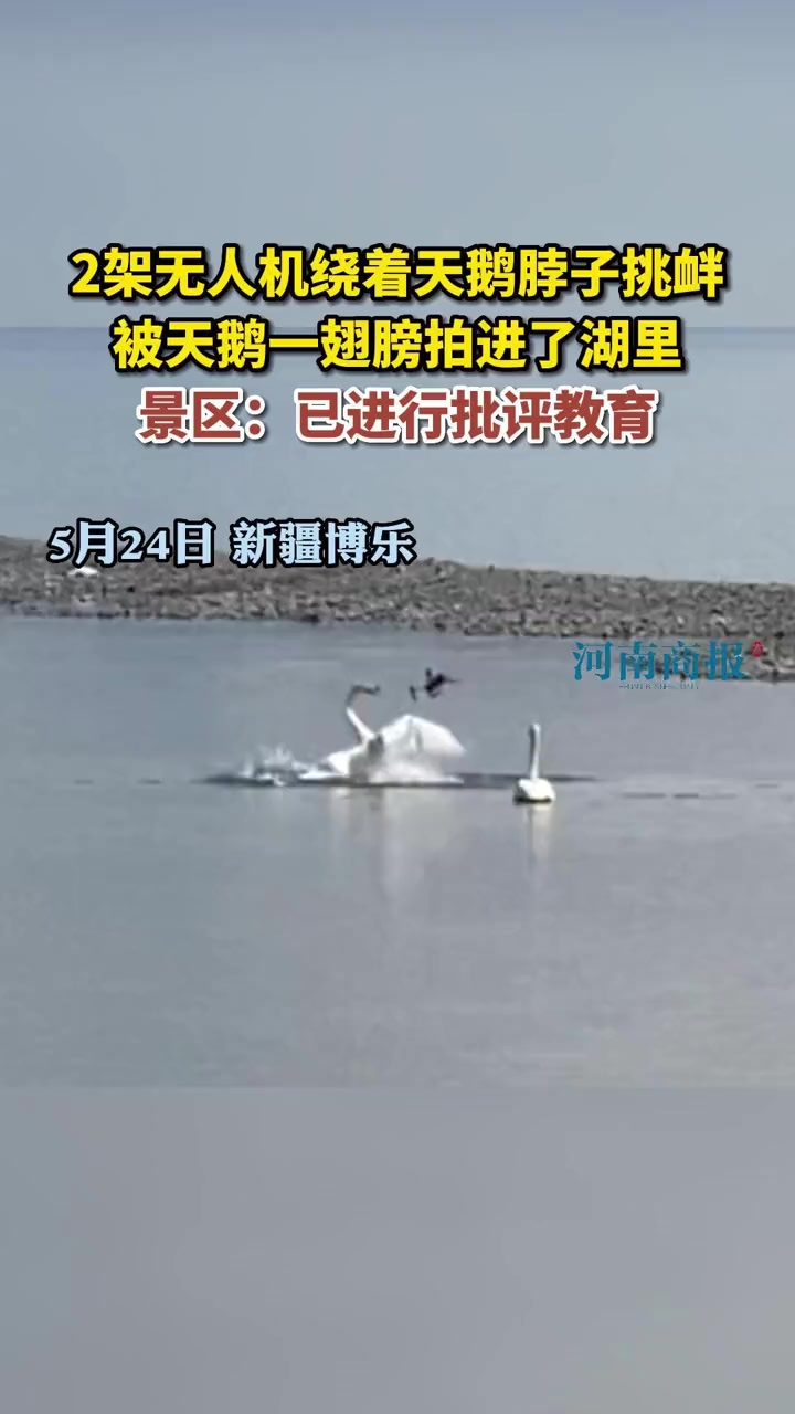 2架无人机绕着天鹅脖子挑衅,被天鹅一翅膀拍进了湖里。景区:已找到相关人员,进行了批评教育 
