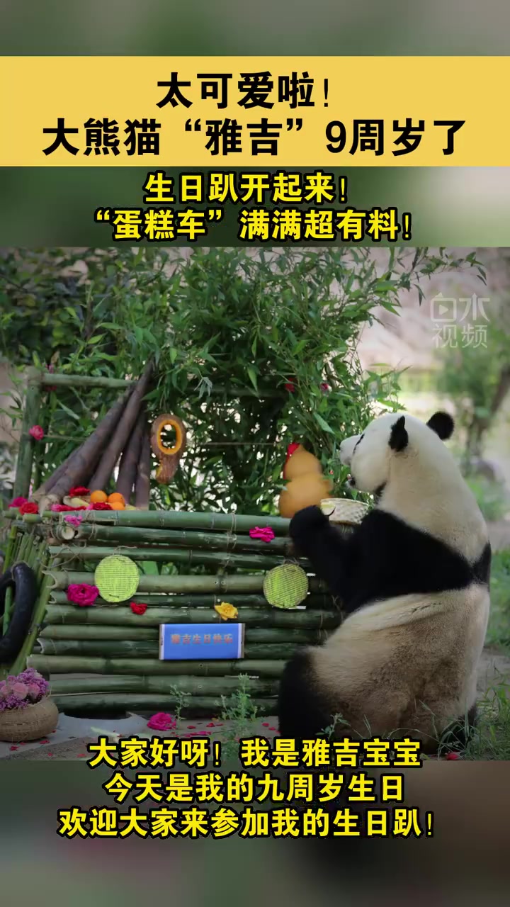 「豪华生日趴!大熊猫雅吉迎来了9周岁生日」5月26日,生活在济南动物园的大熊猫“雅吉”迎来
