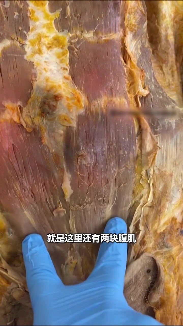 八块腹肌 科普 科普一下 科普知识