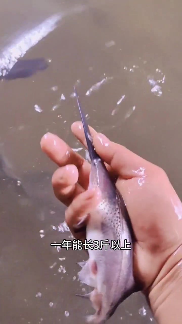 鸭嘴鱼苗,四川附近鸭嘴鱼苗现在有12-15公分,20-30公分鸭嘴鱼苗。鸭嘴鱼又叫匙吻鲟。