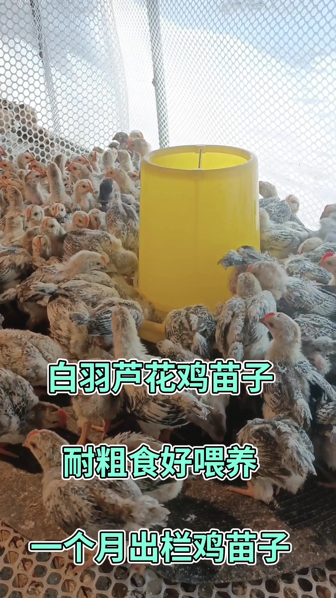 白羽芦花鸡苗子,耐粗食好喂养,一个多月出栏鸡苗子