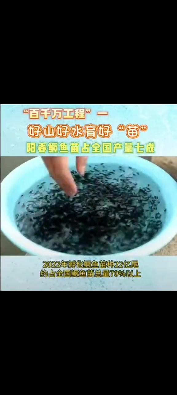 好山好水育好“苗”|阳春鳜鱼苗占全国产量七成