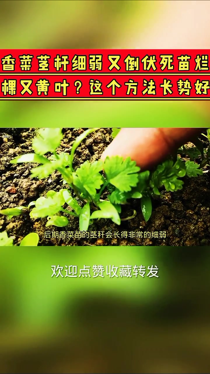 分享视频