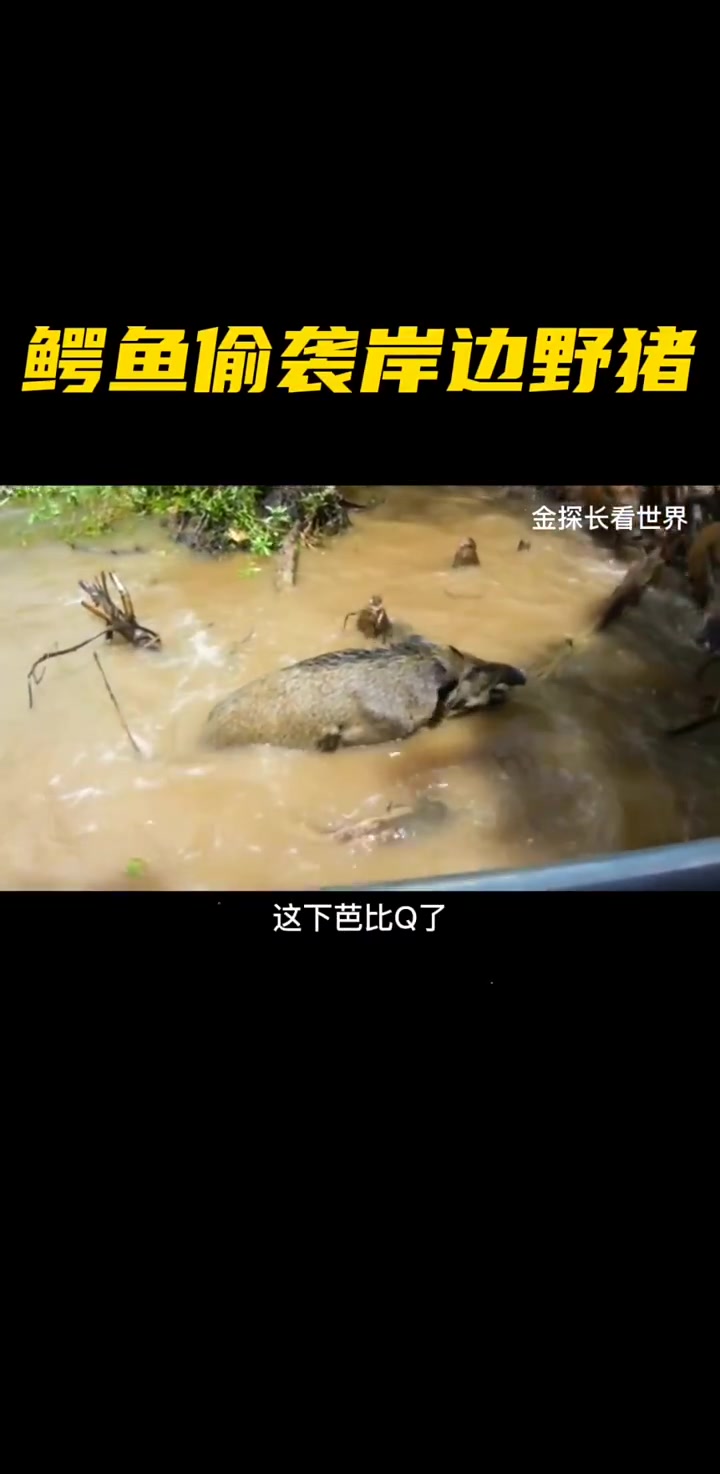 第44集|游客给岸边的野猪喂食,结果一不注意被鳄鱼拖进河里,直接领盒饭
