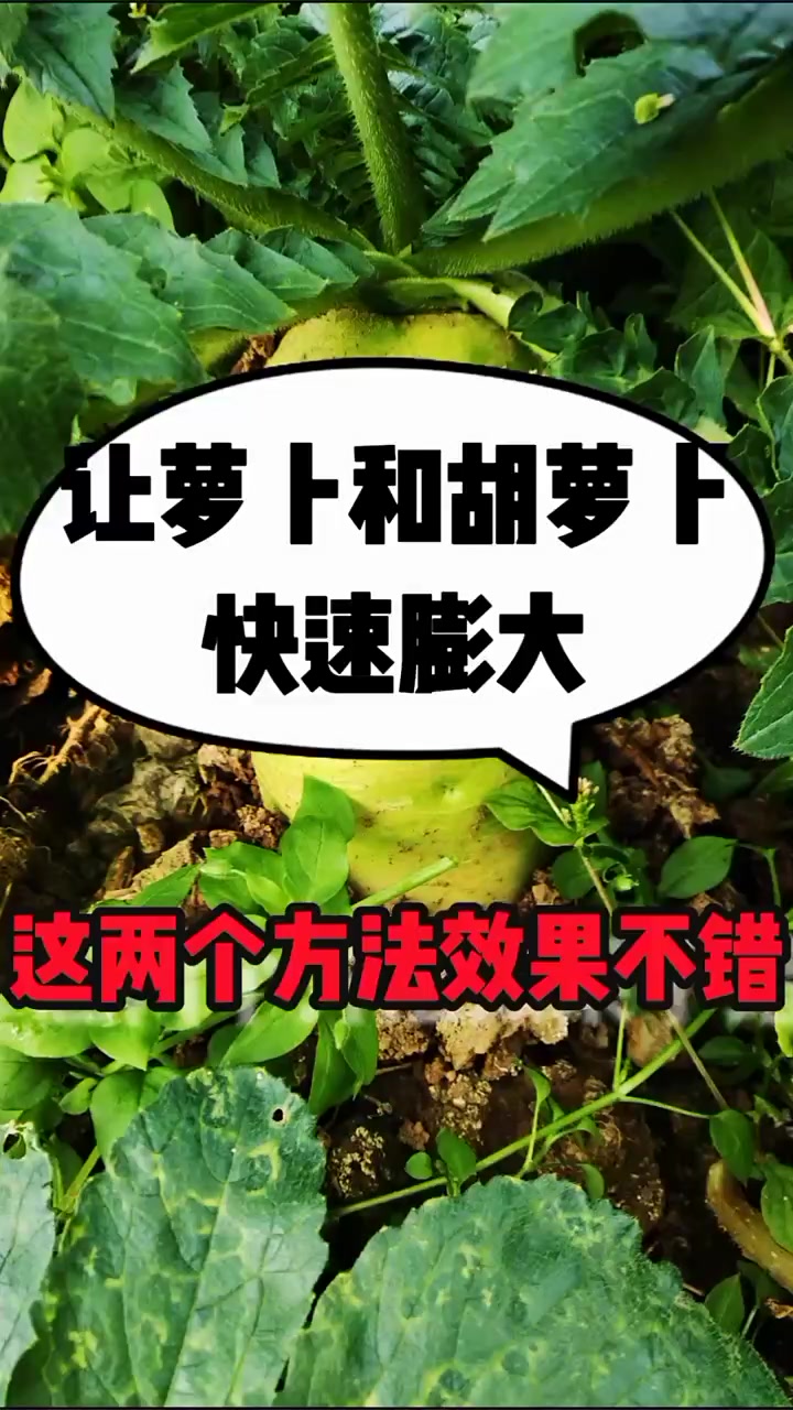 让萝卜和胡萝卜肉质根快速膨大,试试这两个方法,效果不错