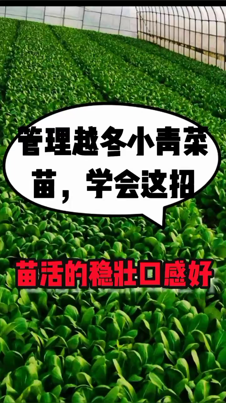管理越冬小青菜苗,学会这招,苗活的稳长势壮口感好