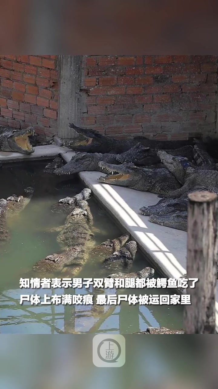 当地时间5月26日(报道),柬埔寨,想抱出刚生产完的鳄鱼,柬埔寨72岁养殖戸被40只鳄鱼活