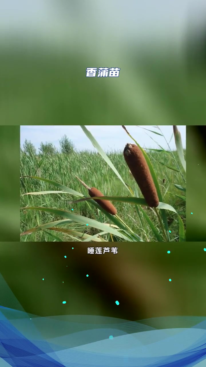 香蒲种子 香蒲苗 香蒲种子