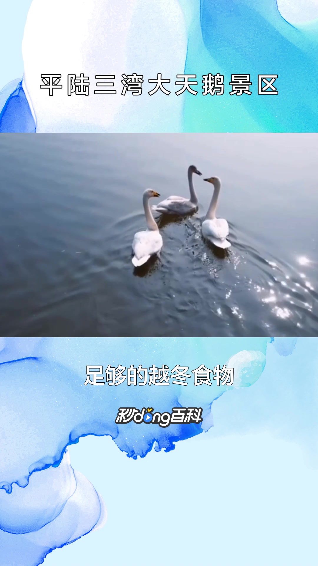 一分钟了解平陆三湾大天鹅景区