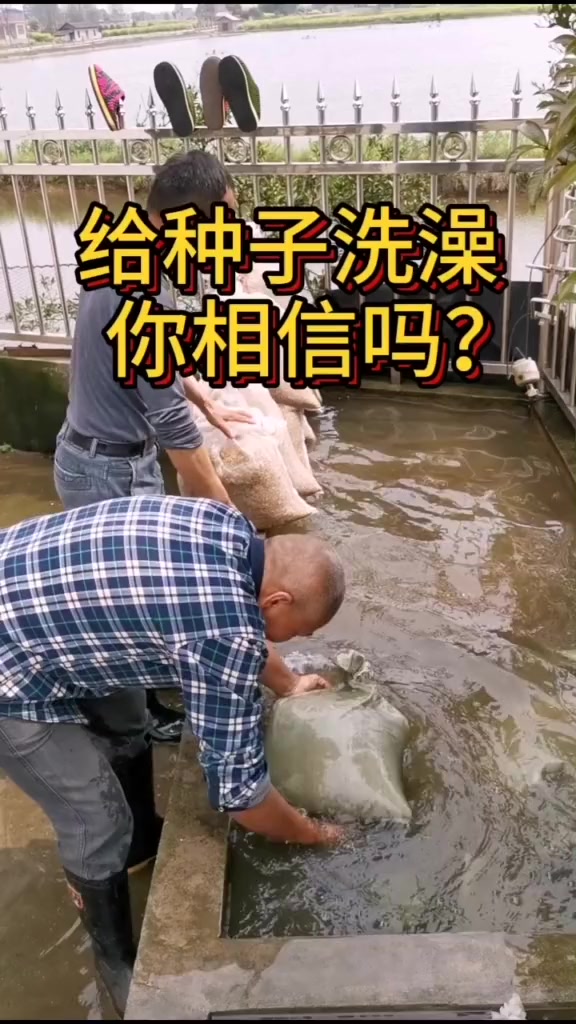 水稻种子浸种每次起水时洗净洗透有利提高发芽率 农业 农村 三农 农业种植 水稻