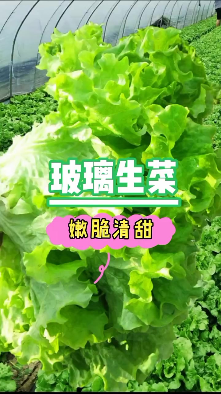 手把手教你种生菜中的“天花板”——玻璃生菜,嫩脆清甜爽口