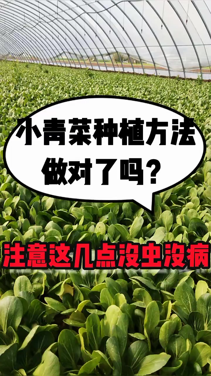 小青菜种植方法做对了吗?上海青注意这几点,没虫没病叶嫩绿疯长