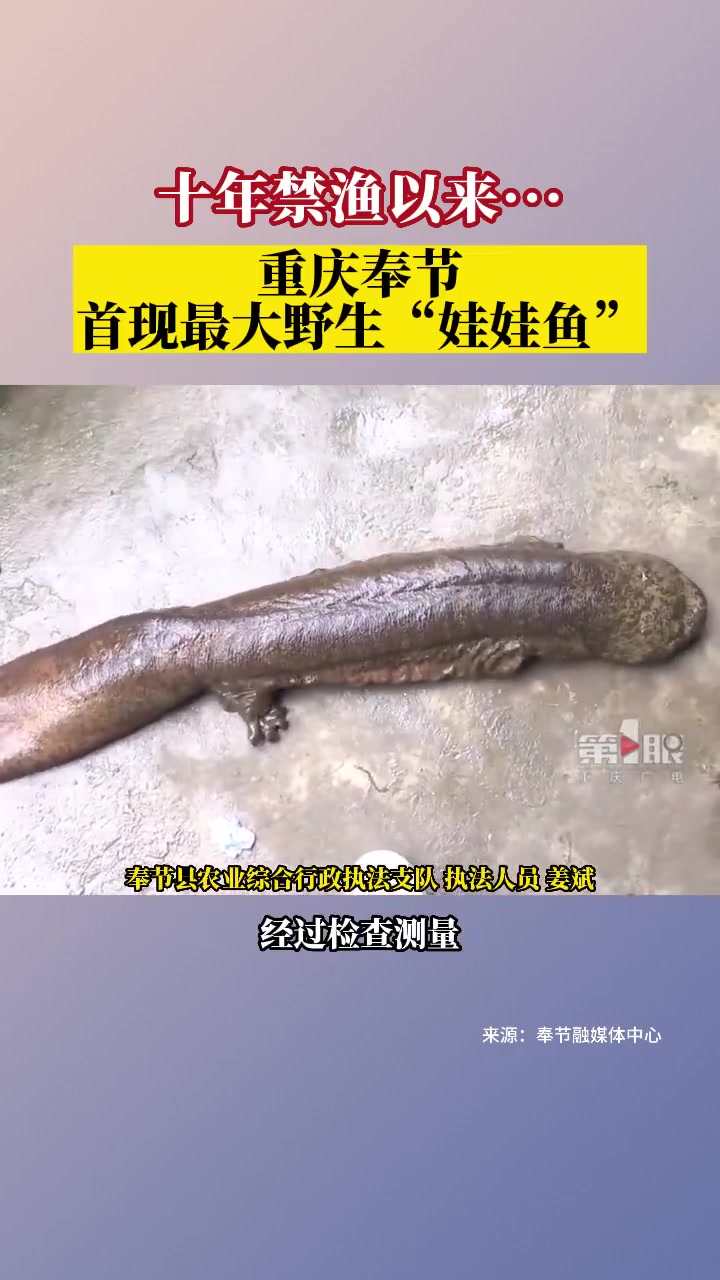 「重庆奉节首现最大野生娃娃鱼 检查身体后已放生!」近日,重庆奉节,渔业部门工作人员在九盘河