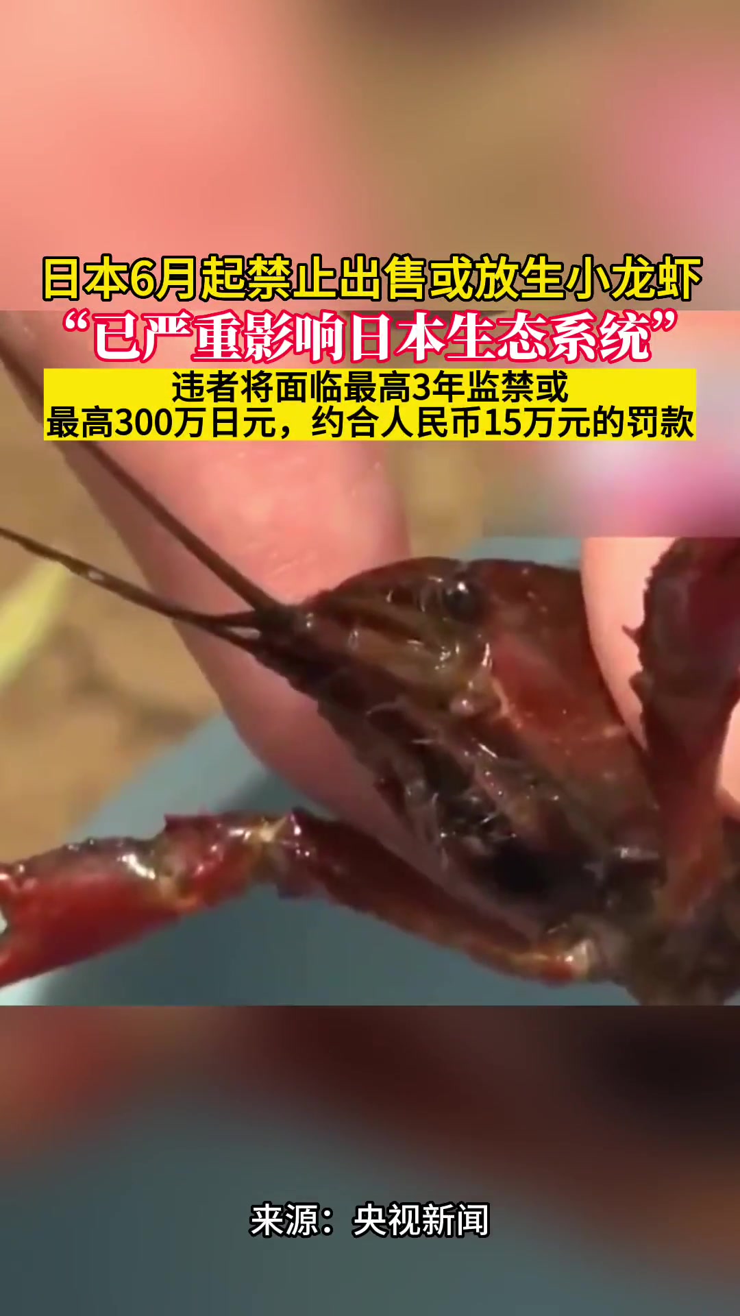 日本将重罚放生小龙虾行为,放生小龙虾或将被罚15万元 日本将禁止出售或放生小龙虾