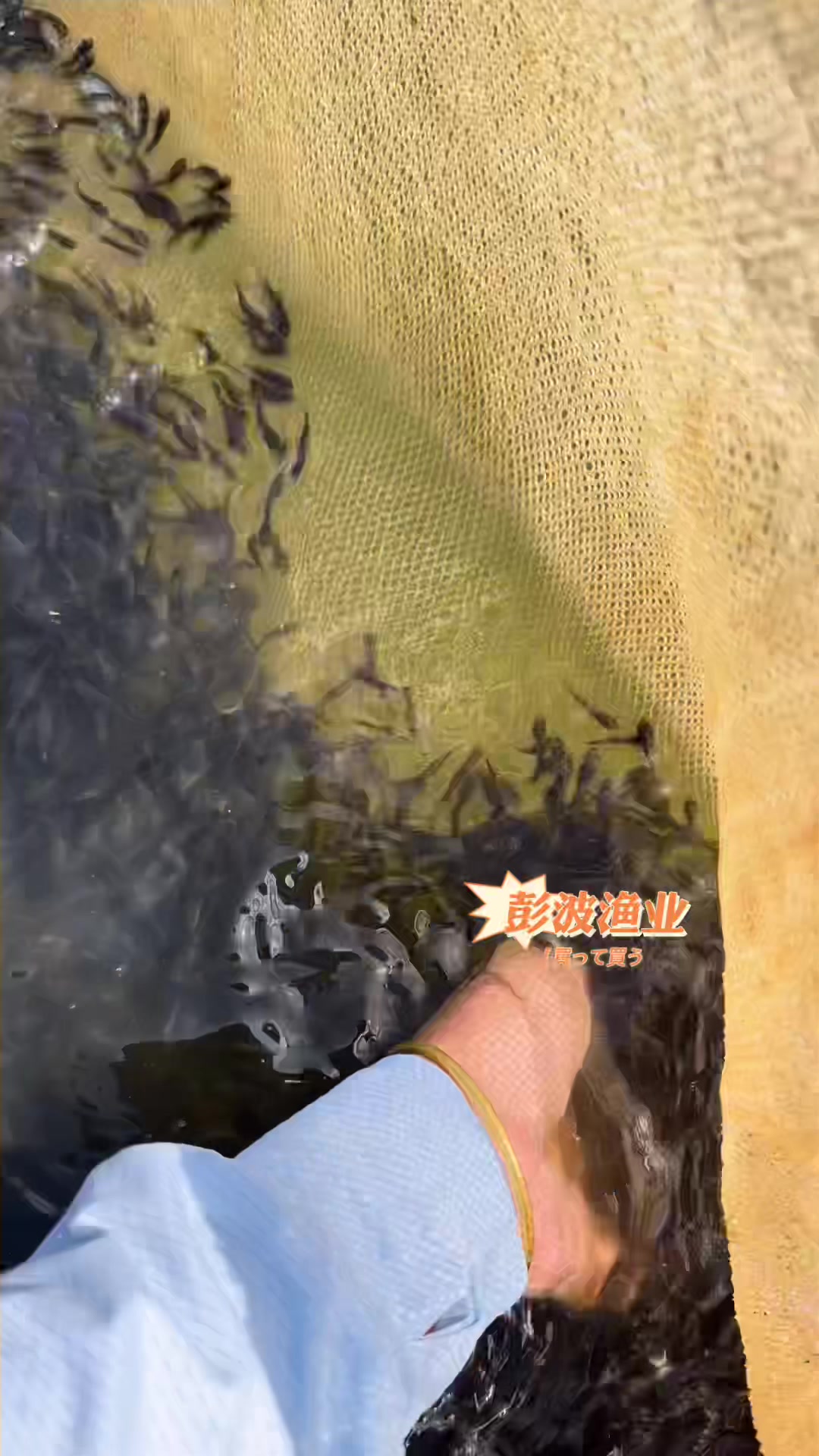 鲫鱼苗3公分左右长