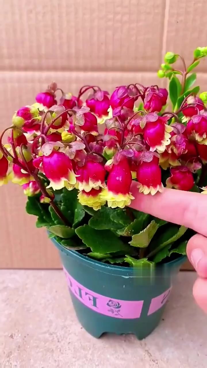 可爱又漂亮的灯笼花