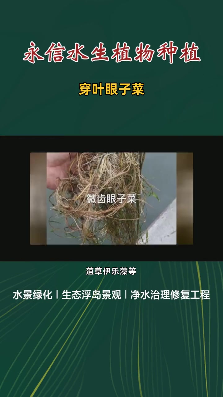 角果藻 穿叶眼子菜 微齿眼子菜