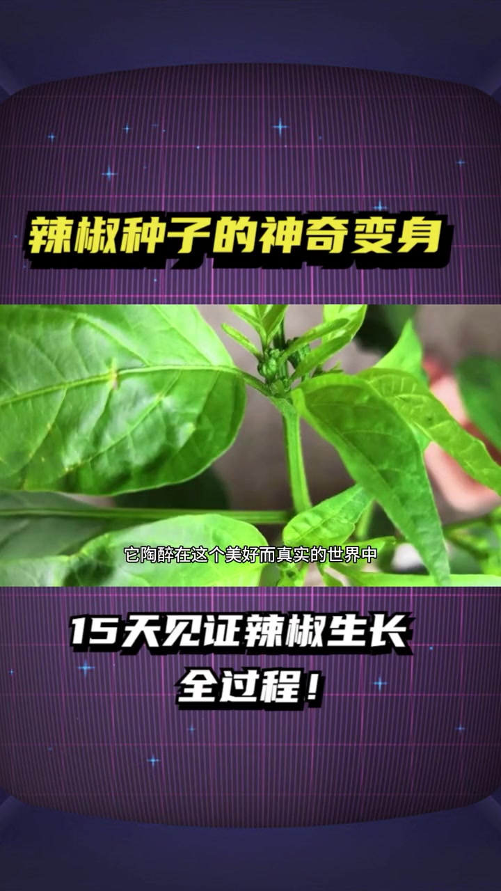 辣椒种子的神奇变身:15天见证辣椒生长全过程!发芽 种菜小技巧 种菜 植物科普 好奇昆虫 