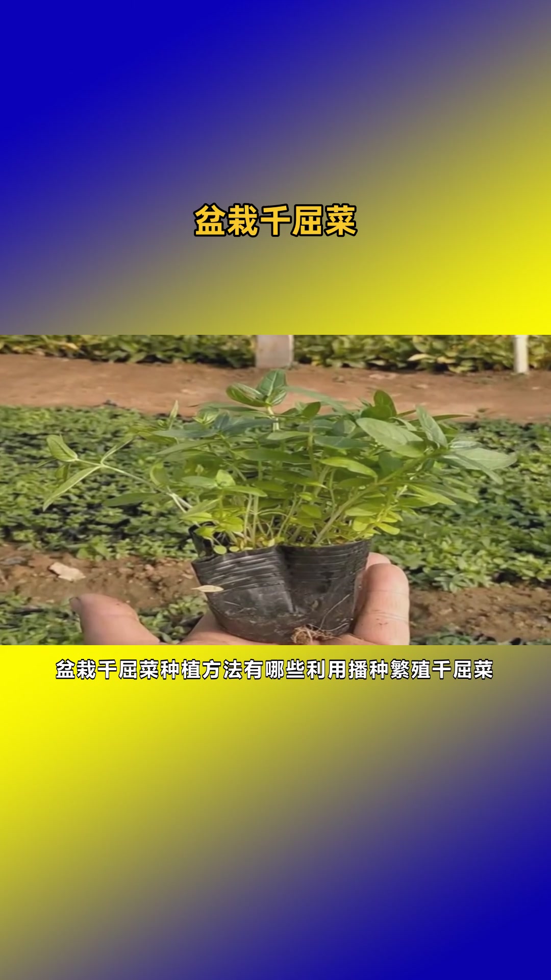 千屈菜苗介绍