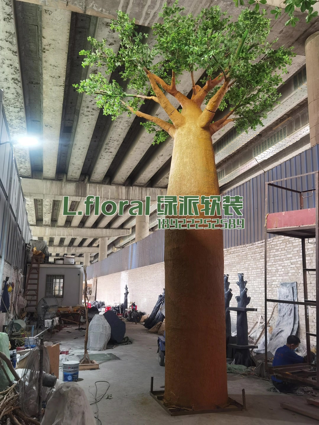 猴面包树种 非洲面包树种  粗腰树 大肚树 非洲瓶子树 行道树苗种