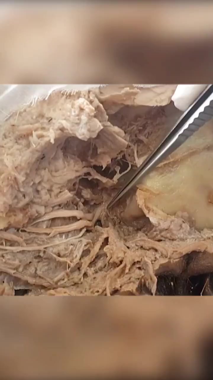 下颌神经 科普 科普一下 解剖