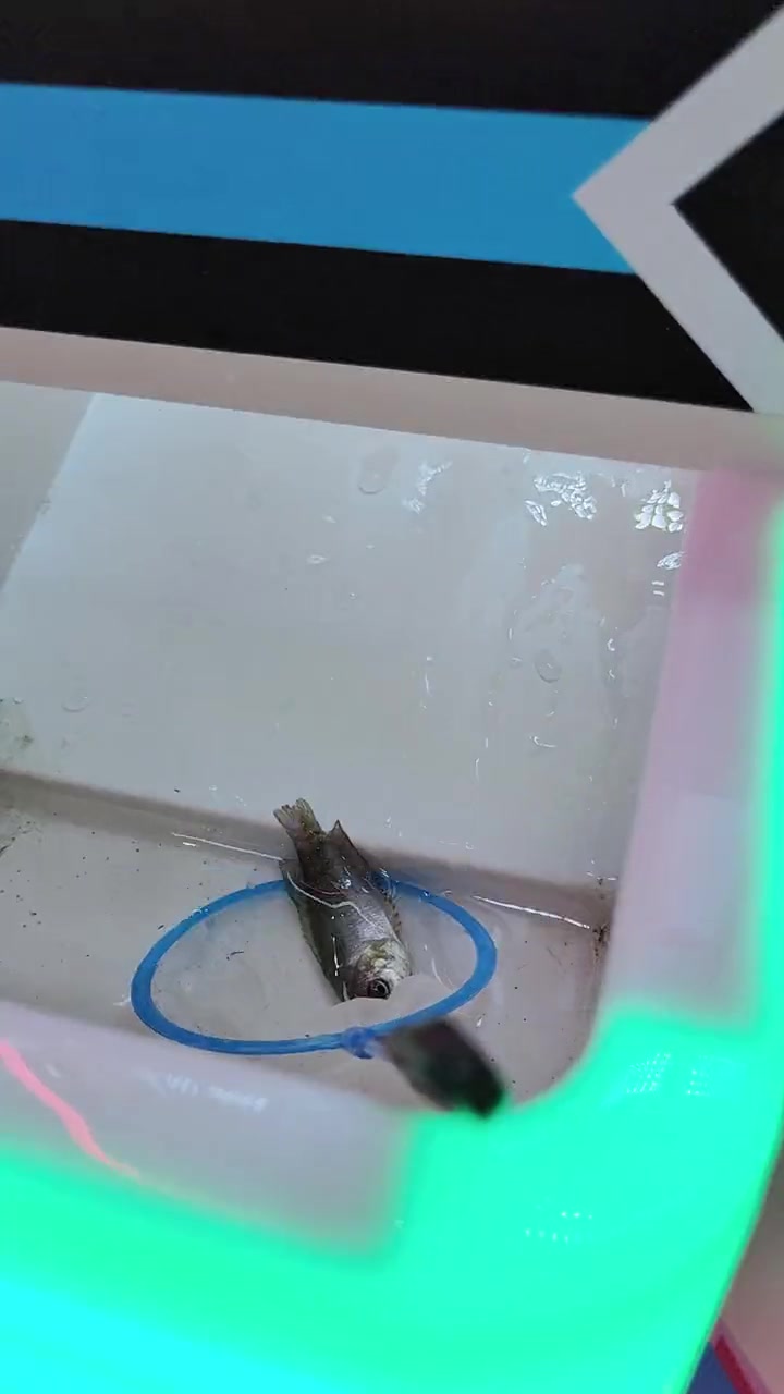 第30集|真是太神奇了!这款“鱼多多”机器能够让你在室内捞鱼!捞鱼 抓鱼 鱼塘老板 礼品机