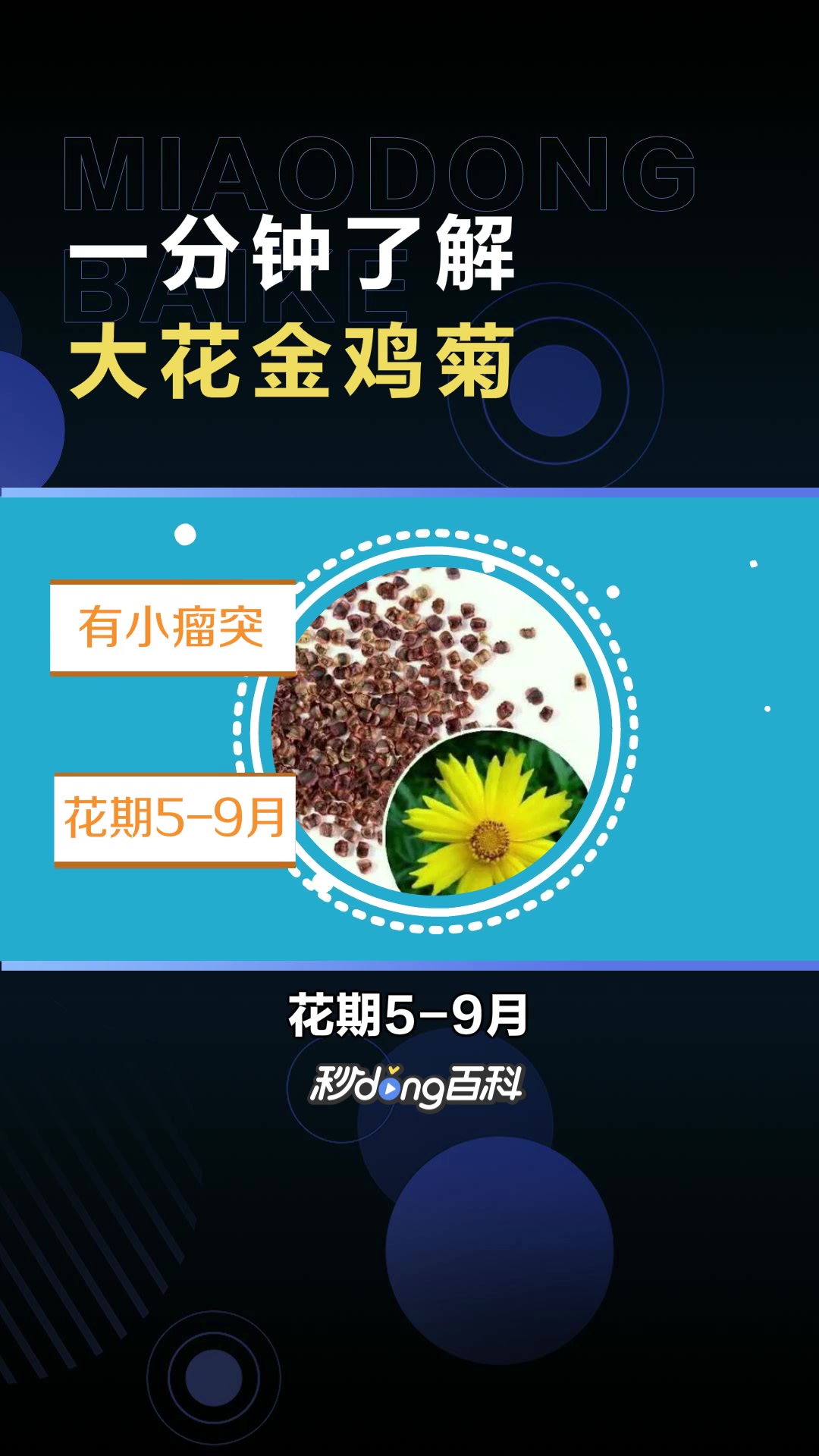 大花金鸡菊:菊科金鸡菊属多年生草本植物