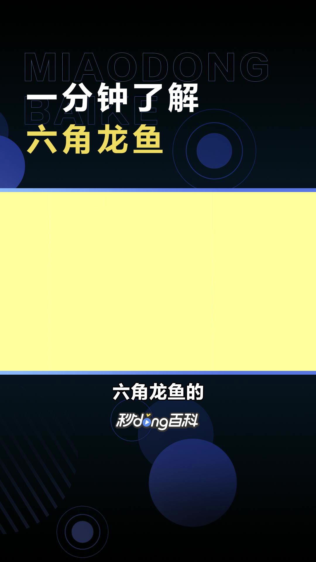 六角龙鱼:蝾螈科钝口螈属动物