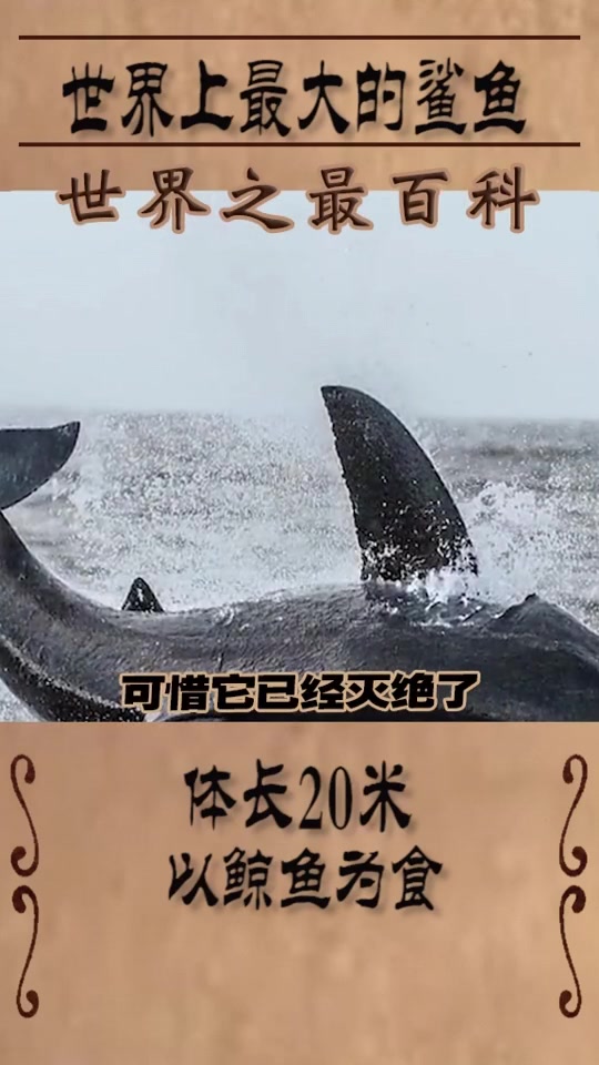 世界上最大的鲨鱼,体长20米以鲸鱼为食,其它鱼类都是它的小零食