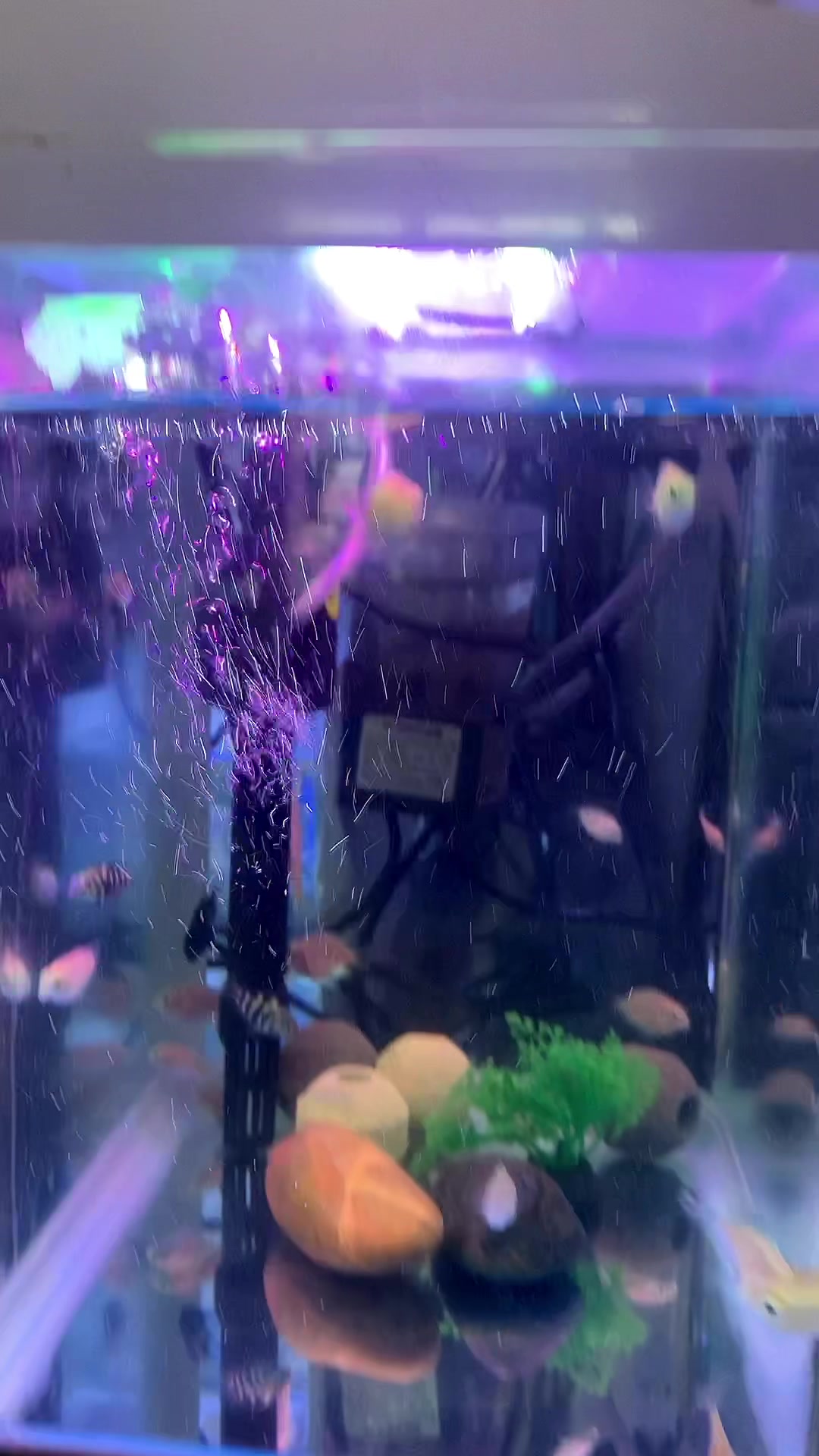 鱼友们看鱼咯(孔雀鱼、燕鱼、鹦鹉鱼、贵妃鱼)