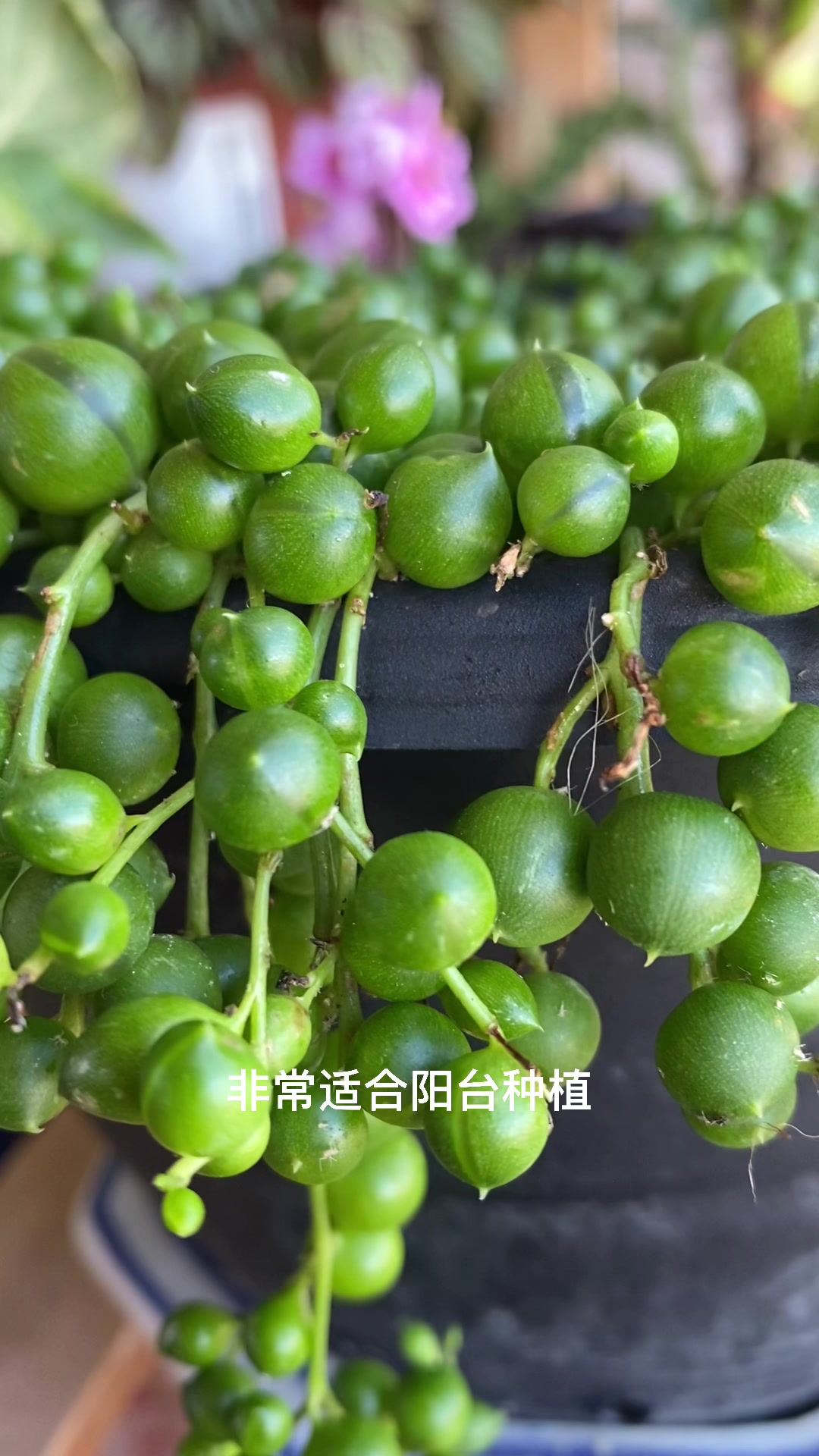 扦插多肉佛珠,最容易成功的方法