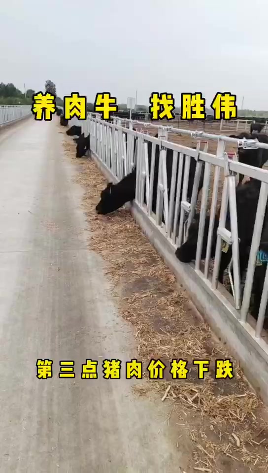 安格斯肉牛养殖回收牛犊