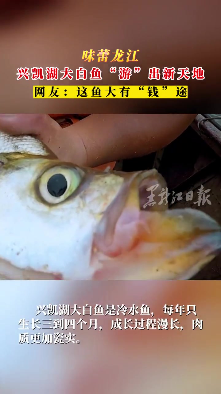 味蕾龙江|兴凯湖大白鱼“游”出新天地,网友:这鱼大有“钱”途