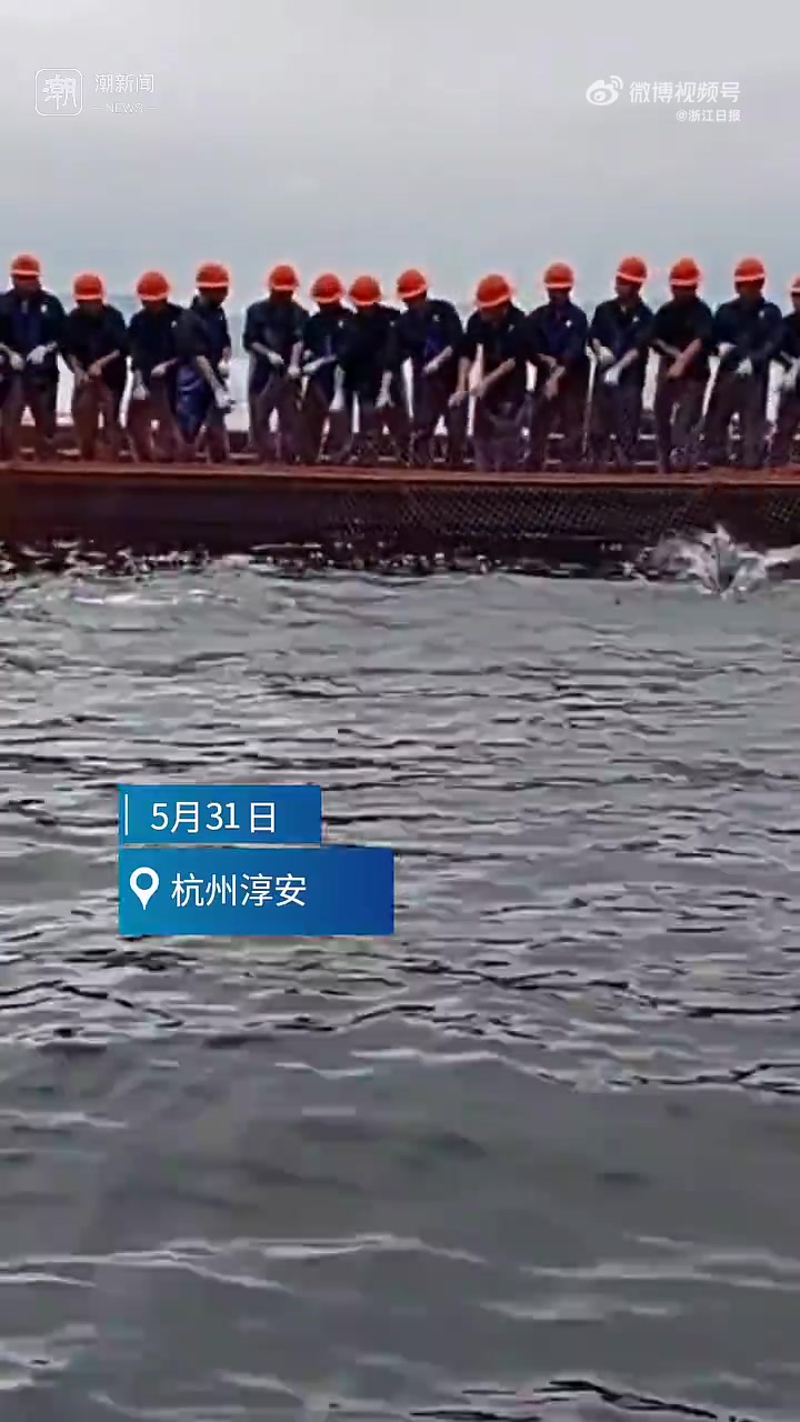 「千岛湖巨网捕鱼太壮观」5月31日,浙江省杭州市淳安县千岛湖小金山水域再现“巨网捕鱼”盛景