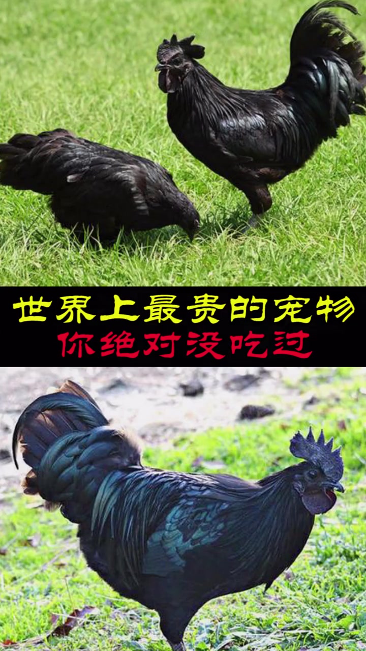 世界上最贵的宠物,你绝对没吃过