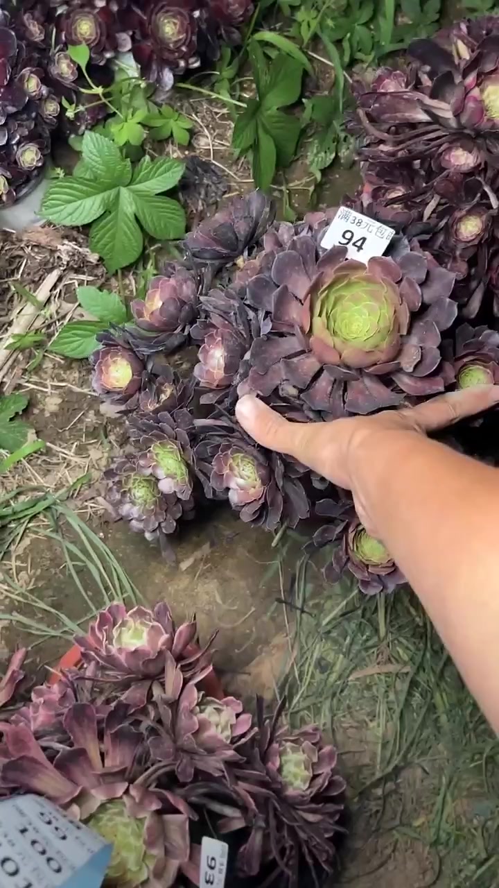 家人们冲啊!买它买它!多肉央金多头,12口径盆,满58包邮