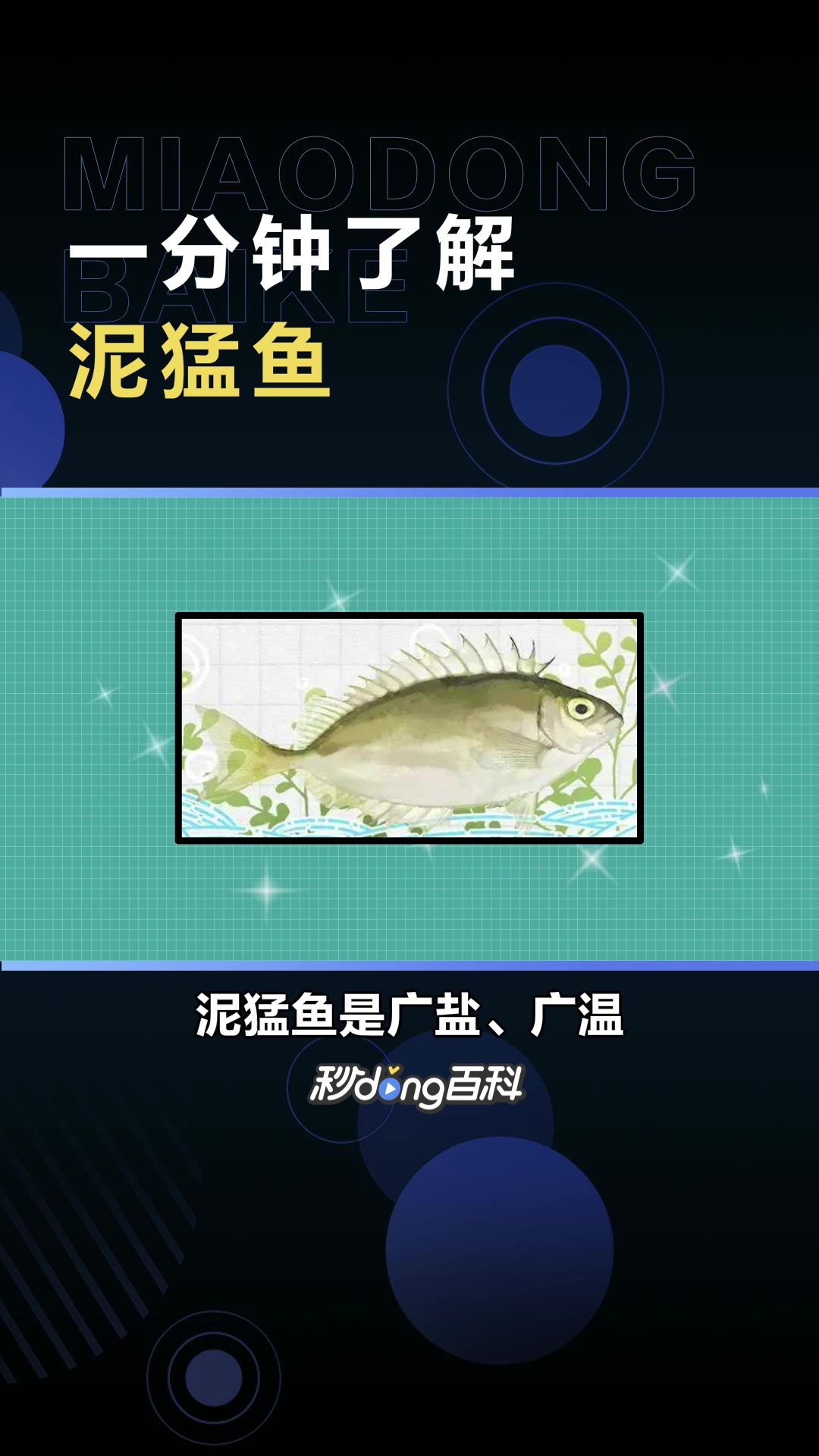 泥猛鱼:蓝子鱼科篮子属动物