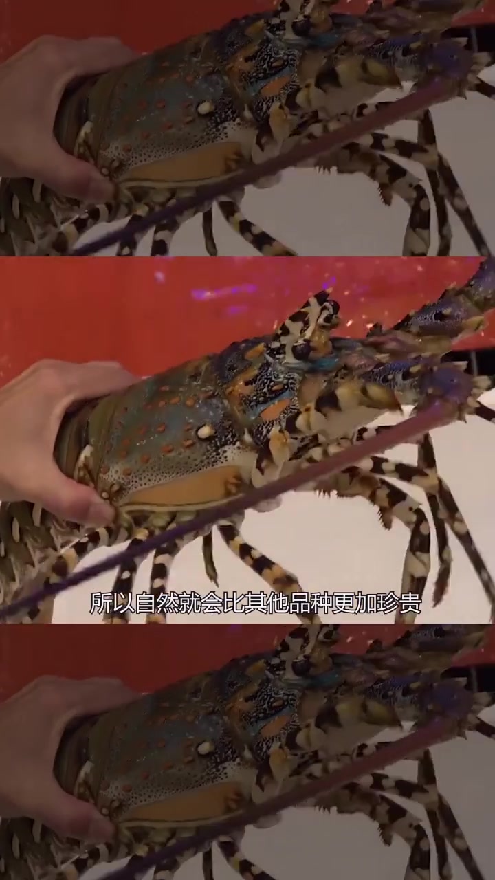 世界上最贵的龙虾,你绝对没吃过