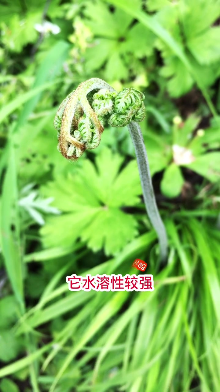 蕨菜真的致癌吗?我来告诉你